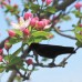 Plastic Bird Hunting Realistic PE Black Yard Crow Hunting Decoy Garden Bird Deter Scarer Scarecrow Pest Deterrent Repeller Hunting