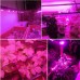 30W/50W/70W High Power Full Spectrum LED Grow COB Light Chip for Plants Vegetable AC110V/AC220V