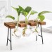 Ball Shape Glass Vase Plant Hydroponic Container Flower Bottle Table Desk Decor with Wooden Shelf Stand