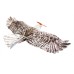 Dancing Wings Hobby E15 Biomimetic Mini Eagle 1200mm Wingspan EPP Foam RC Airplane Electric Flying Wing KIT/ KIT+Power Combo