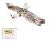 Dancing Wings Hobby E15 Biomimetic Mini Eagle 1200mm Wingspan EPP Foam RC Airplane Electric Flying Wing KIT/ KIT+Power Combo