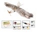 Dancing Wings Hobby E15 Biomimetic Mini Eagle 1200mm Wingspan EPP Foam RC Airplane Electric Flying Wing KIT/ KIT+Power Combo