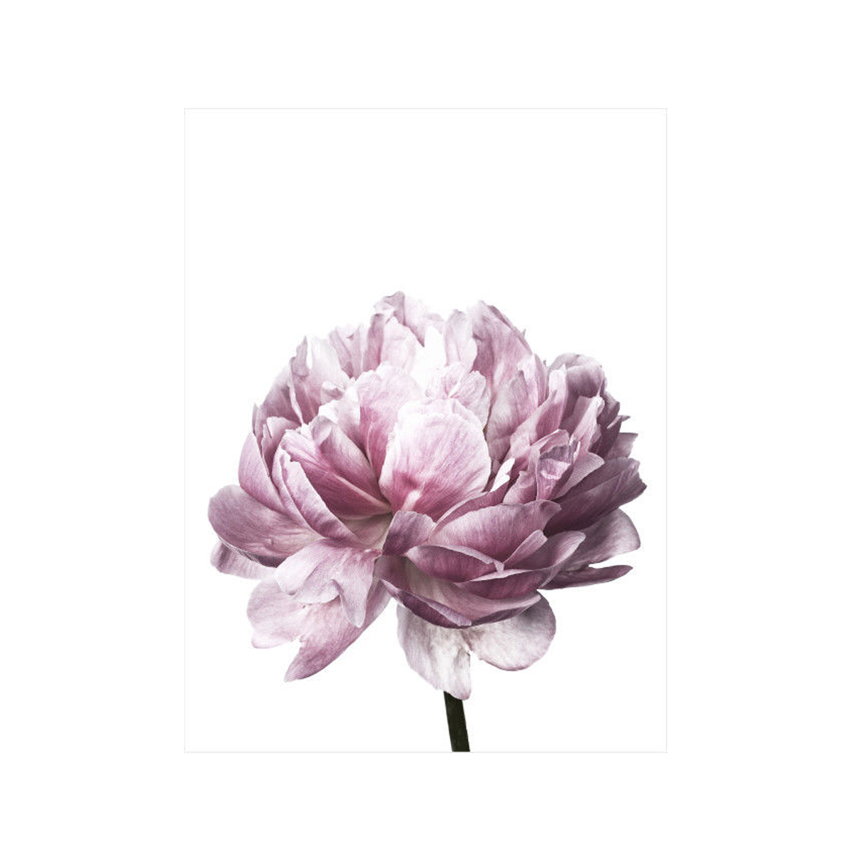 20x3030x40cmFlowerModernWallArtCanvasPaintingsPictureHomeDecorMuralPosterwithFrame-1632681-7