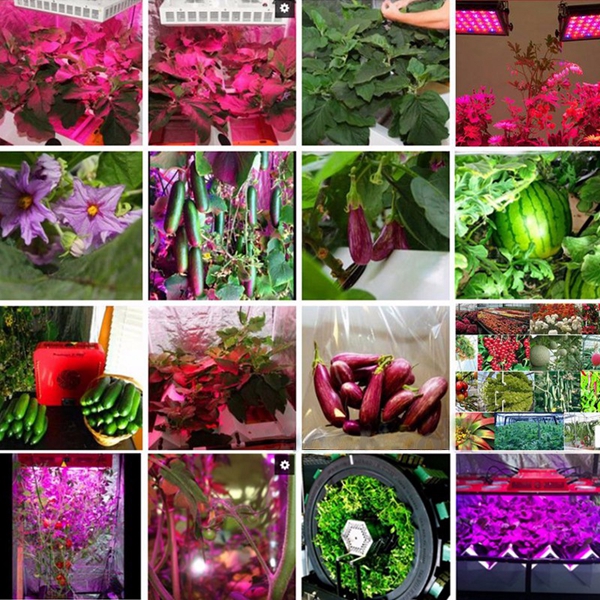 70WUFOLEDFullSpectrumGrowLightLampforPlantsHydroponicIndoorFlower-1122366-9