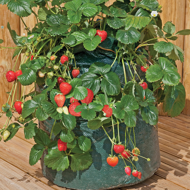 Garden8PocketsStrawberryPlanterYardBalconyVegetableFruitHerbsPlantingGrowingBag-1273471-7